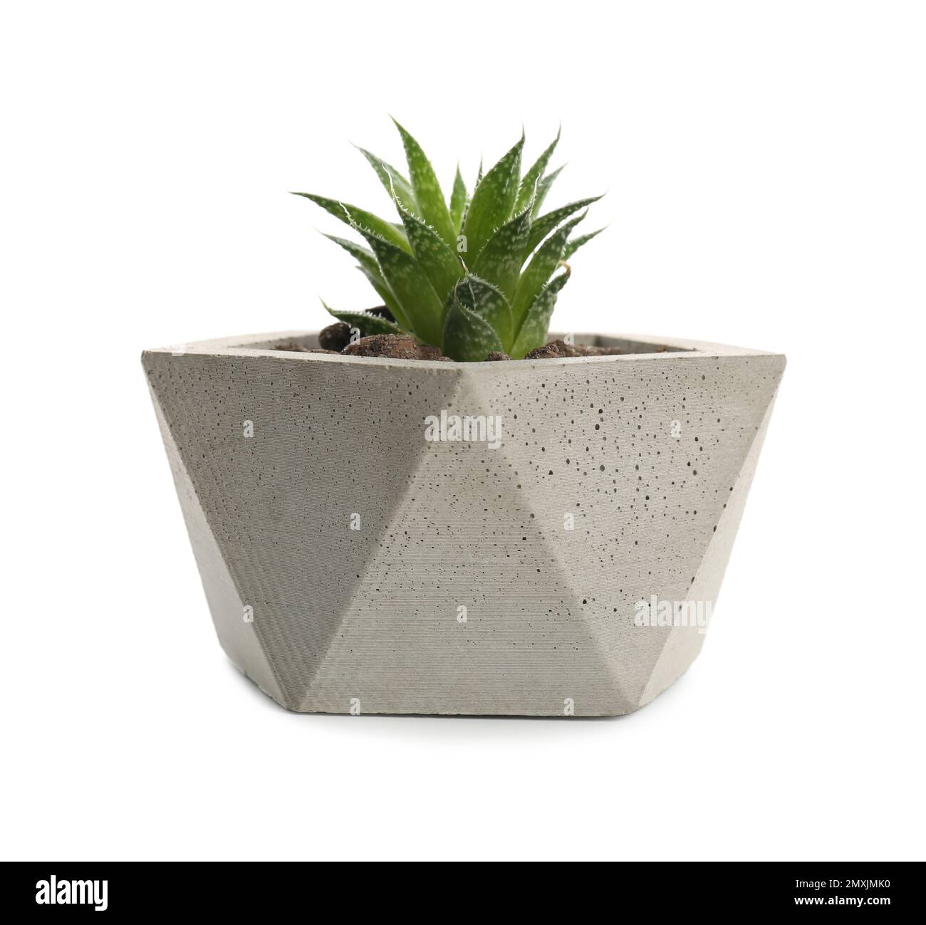 Flower growing in concrete Cut Out Stock Images & Pictures Alamy