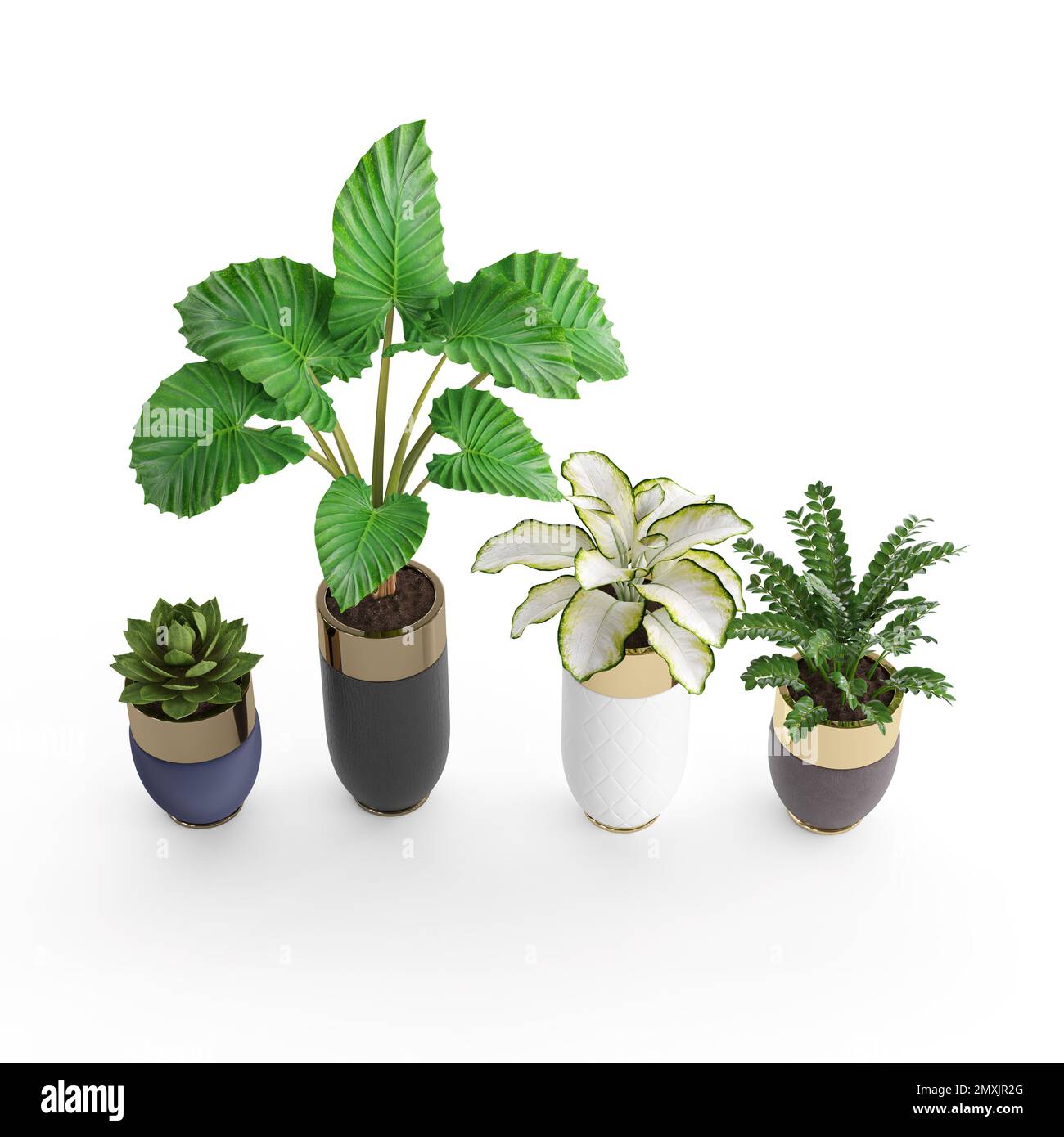 The different types of green plants on a flowerpot on a white
