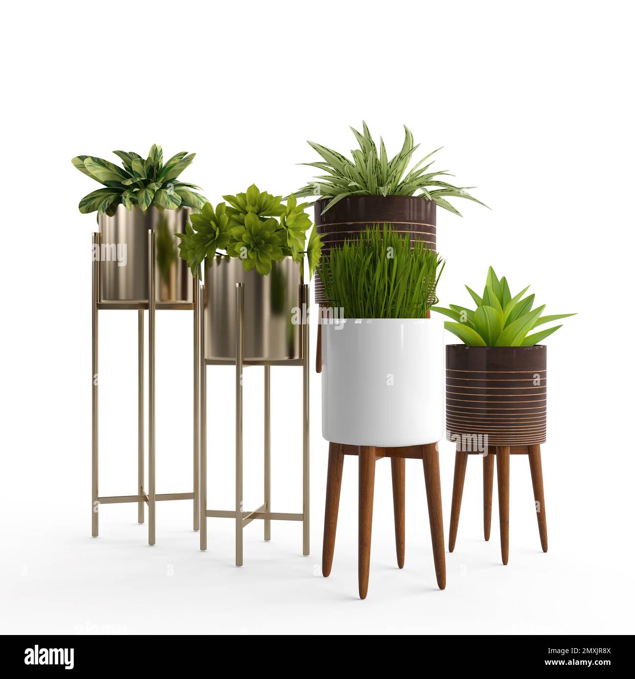 The different types of green plants on flowerpots on a white background