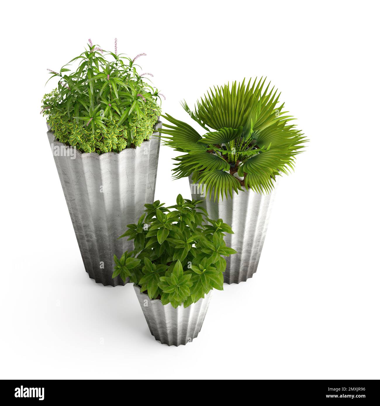 The different types of green plants on flowerpots on a white background