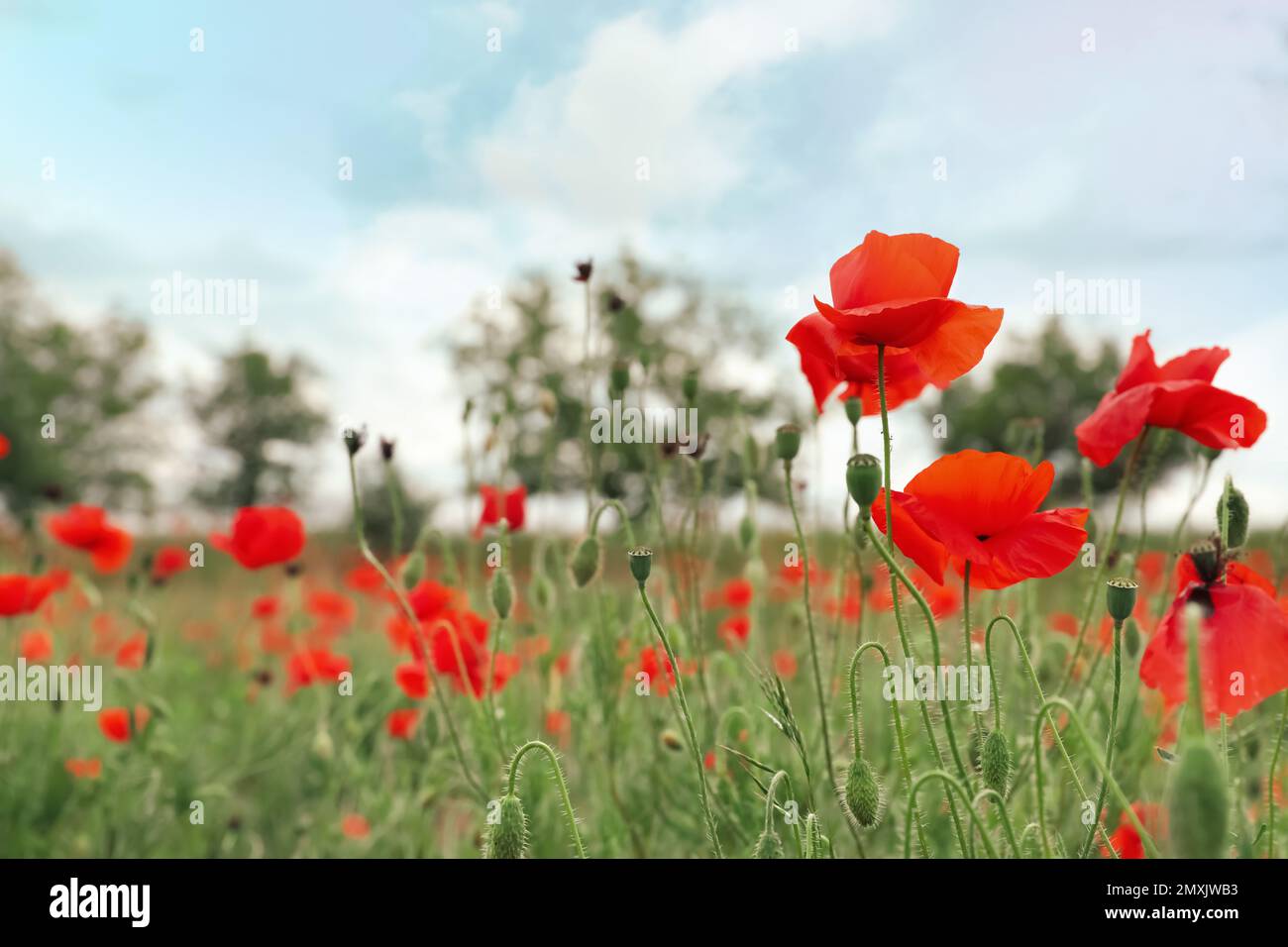 Beautiful red poppy flowers growing in field Stock Photo - Alamy
