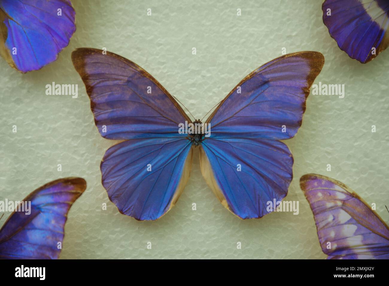 Beautiful Morpho anaxibia butterfly on white background Stock Photo - Alamy