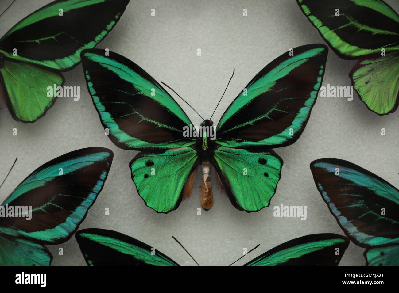 Beautiful Ornithoptera priamus poseidon butterflies on white background
