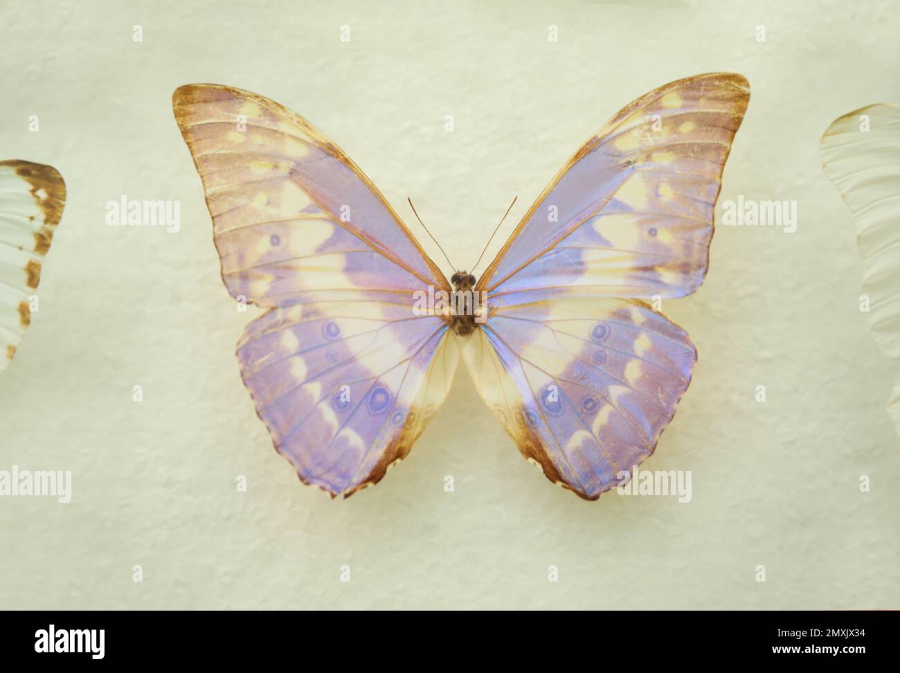 Beautiful Morpho cypris butterfly on white background Stock Photo