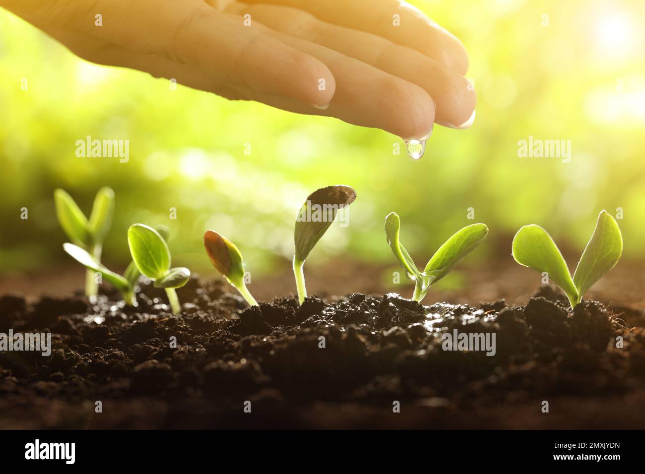 Woman pouring water on young vegetable plants grown from seeds in soil, closeup Stock Photo