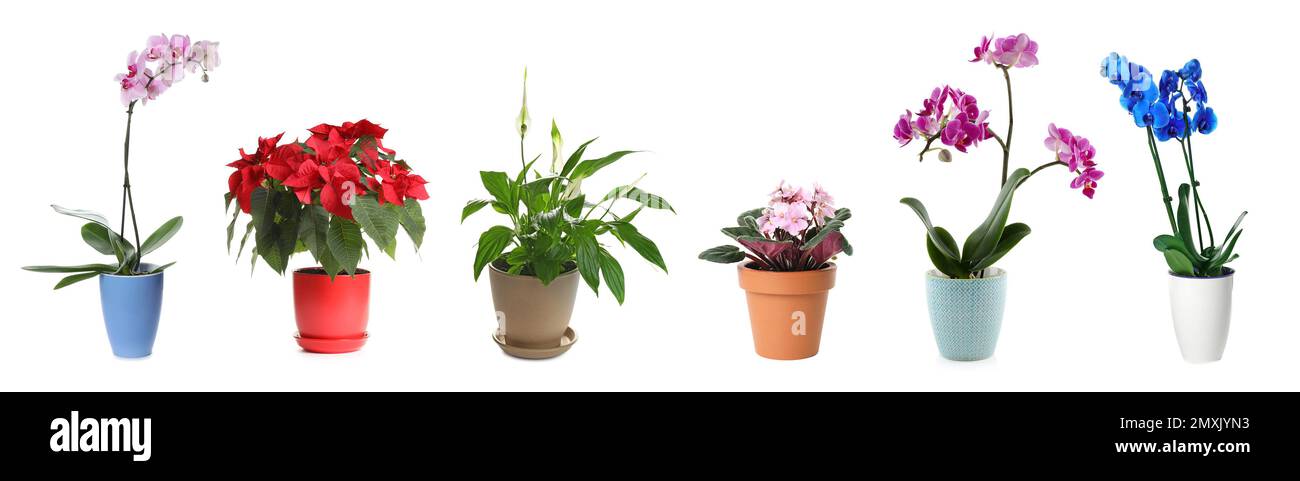Set of different houseplants in flower pots on white background. Banner design Stock Photo