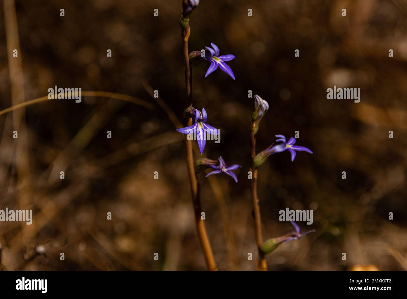 native australian flower Stock Photo
