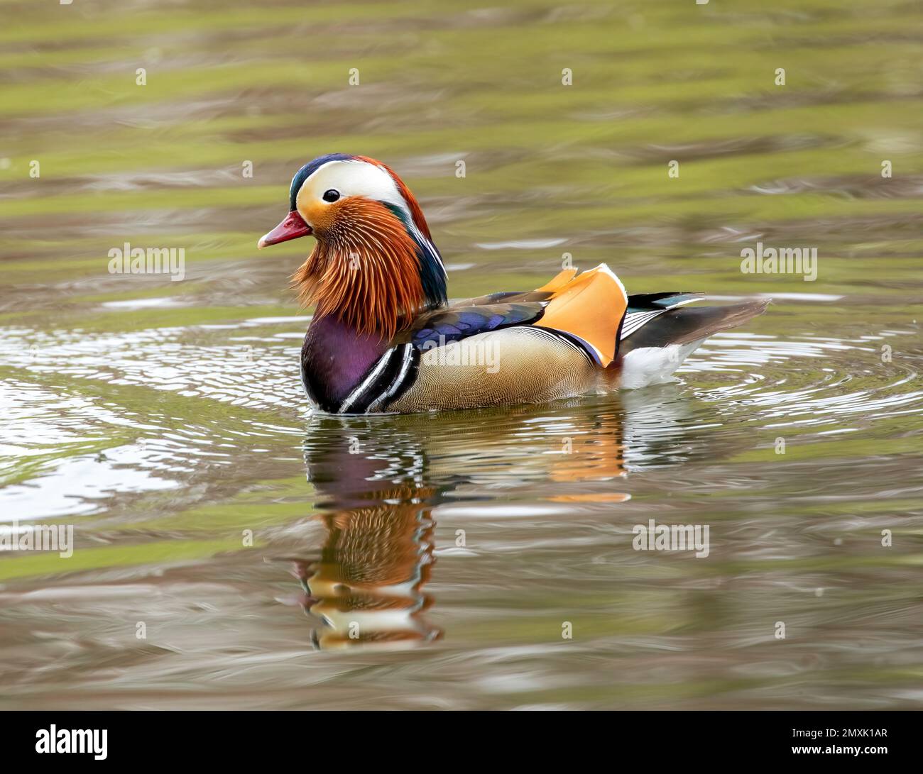 A beautiful Mandarin duck (Aix galericulata) swimming in the lake Stock ...