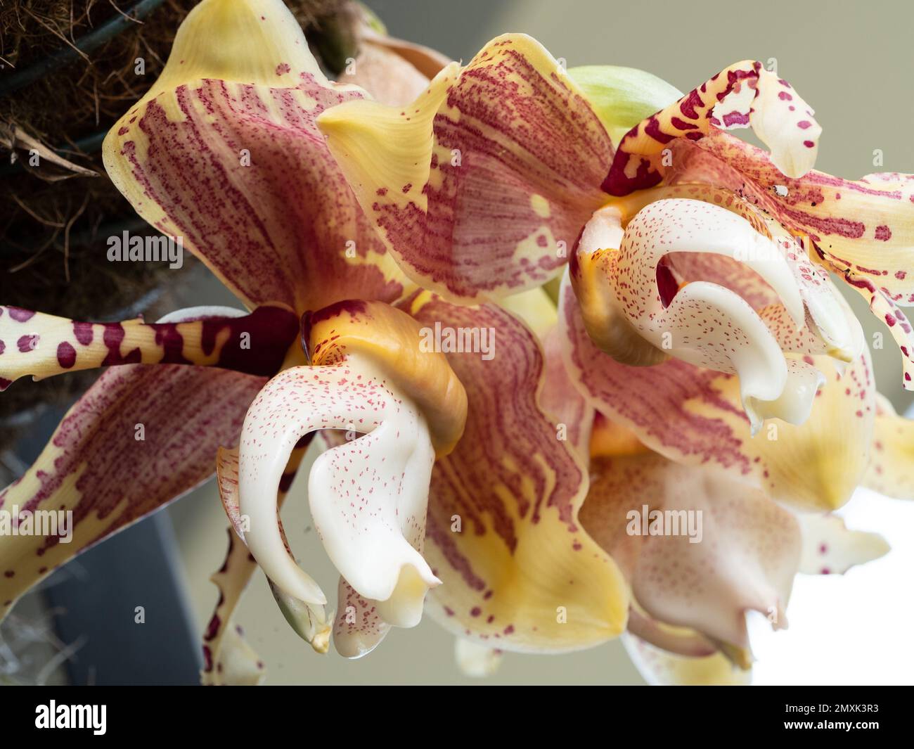 Yellow and red Upside down Orchid flowers, Stanhopea, in full bloom, natural patterns Stock Photo