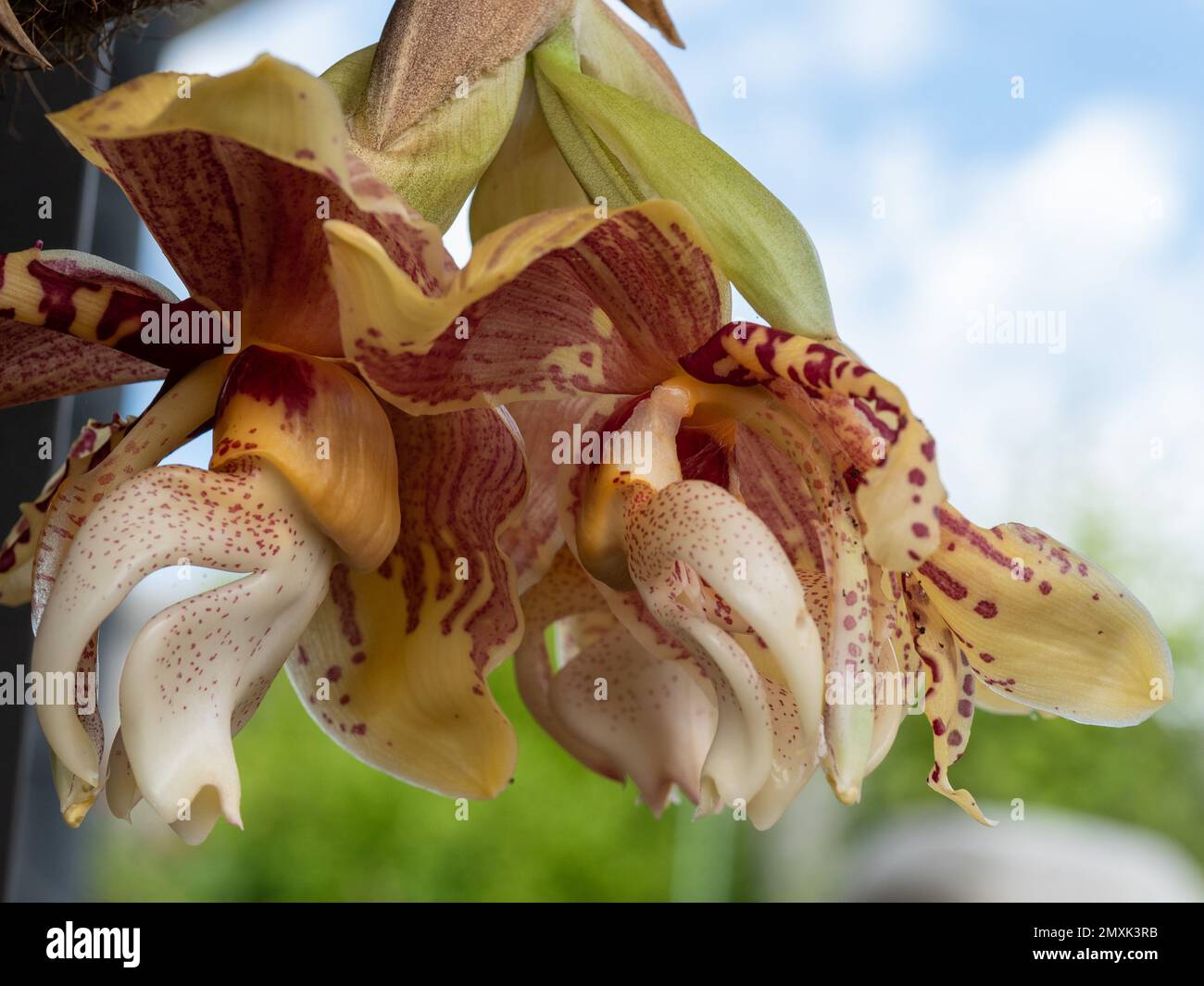 Yellow and red Upside down Orchid flowers, Stanhopea, in full bloom Stock Photo