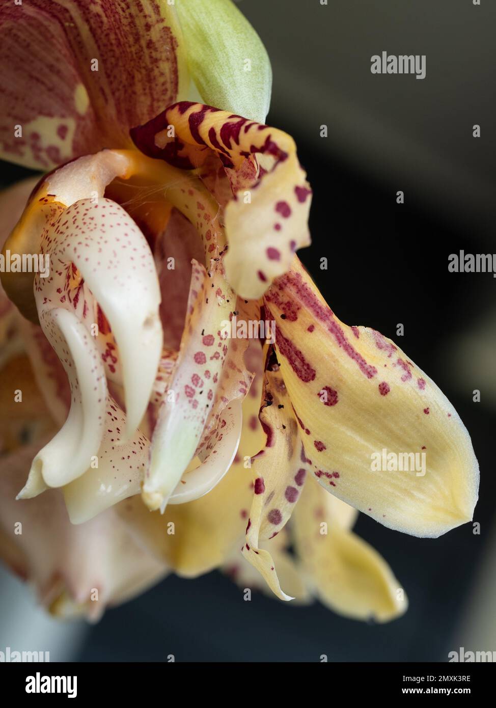 Yellow and red Upside down Orchid flowers, Stanhopea, in full bloom Stock Photo