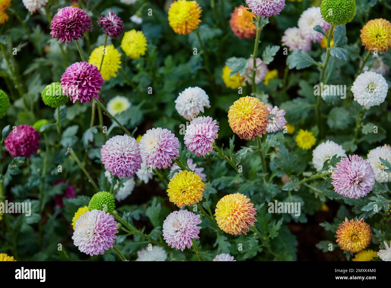 Multicolored Chrysanthemum or pom pom flower blossom in the garden Stock Photo