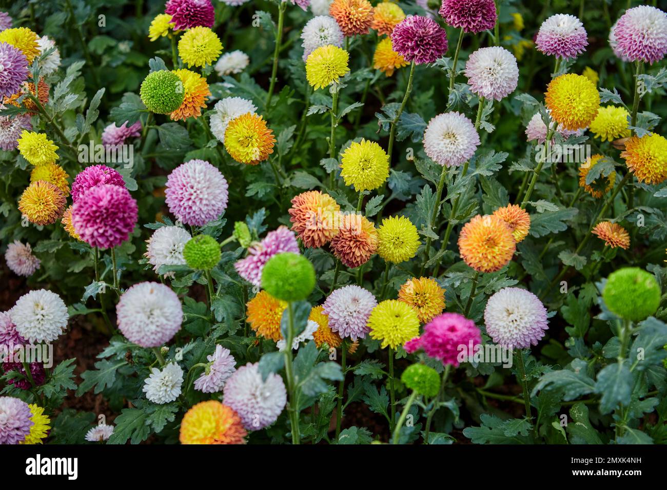 Multicolored Chrysanthemum or pom pom flower blossom in the garden Stock Photo