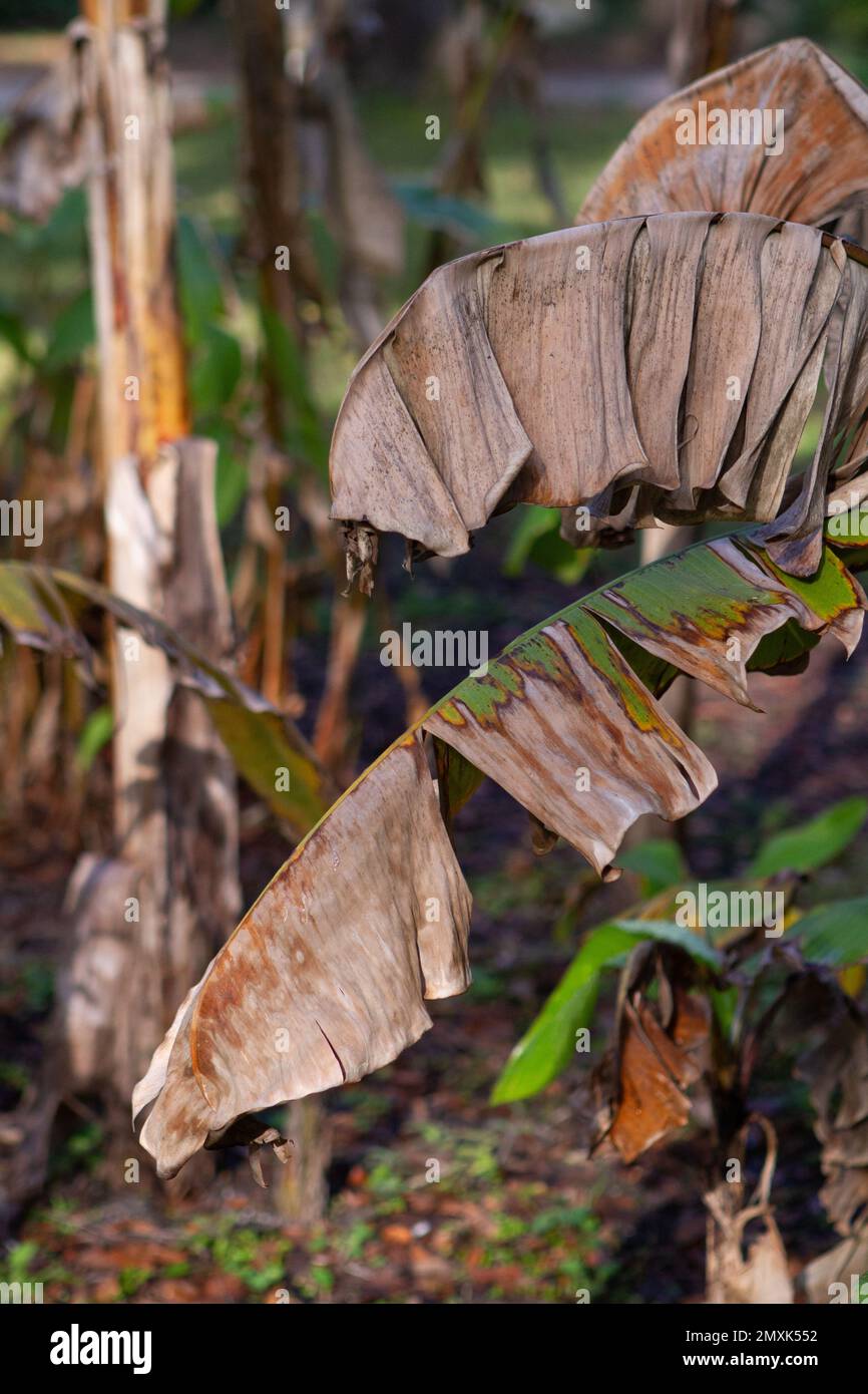 Dry palm leaves in Florida garden Stock Photo Alamy