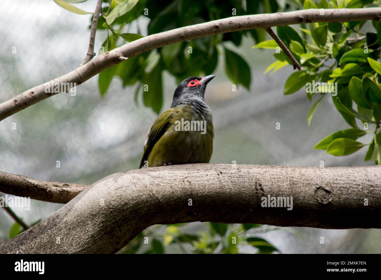 the male figbird have olive-green upperparts, a black head, and  distinct bright red facial skin. Stock Photo