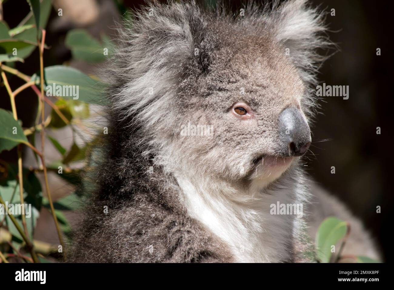 the koala is an australian marsupial. It lives on eucalyptus trees Stock Photo - Alamy the koala is an australian marsupial. It lives on eucalyptus trees Stock Photo - Alamy