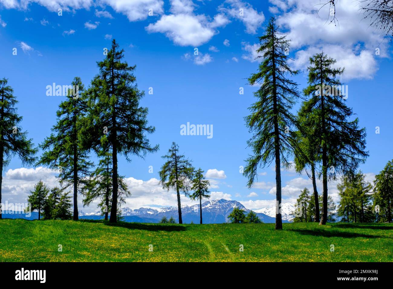 Larch meadows in spring, on the Salten, Tschögglberg, near Jenesien, South Tyrol, Italy, Europe Stock Photo