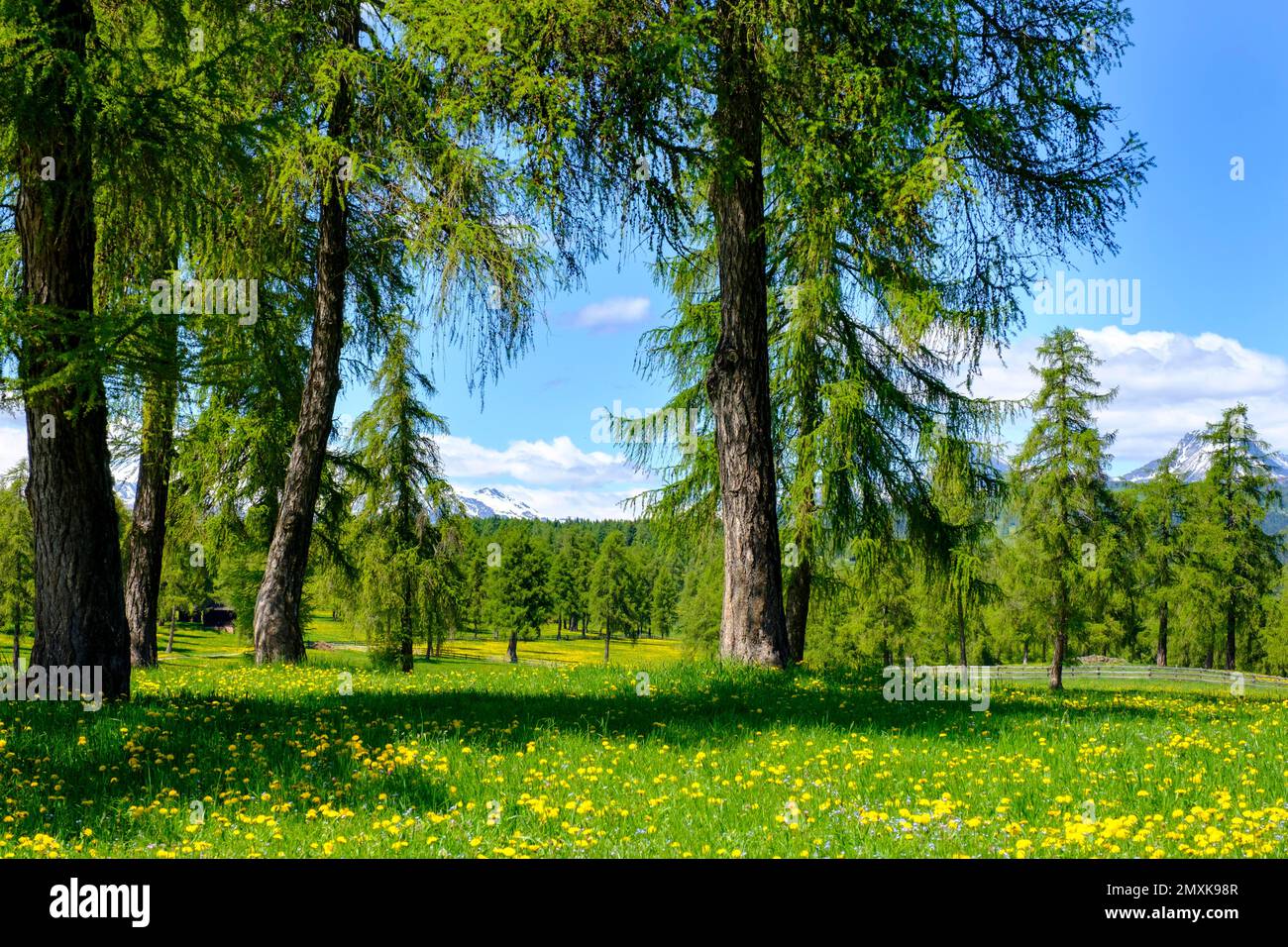 Larch meadows in spring, on the Salten, Tschögglberg, near Jenesien, South Tyrol, Italy, Europe Stock Photo