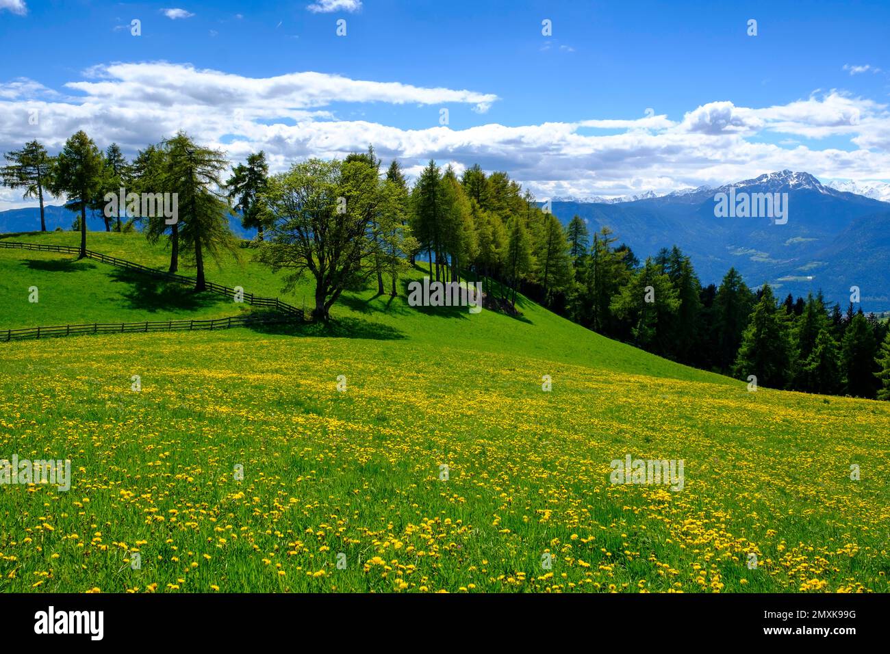Larch meadows, on the Salten, Tschögglberg, near Jenesien, South Tyrol, Italy, Europe Stock Photo