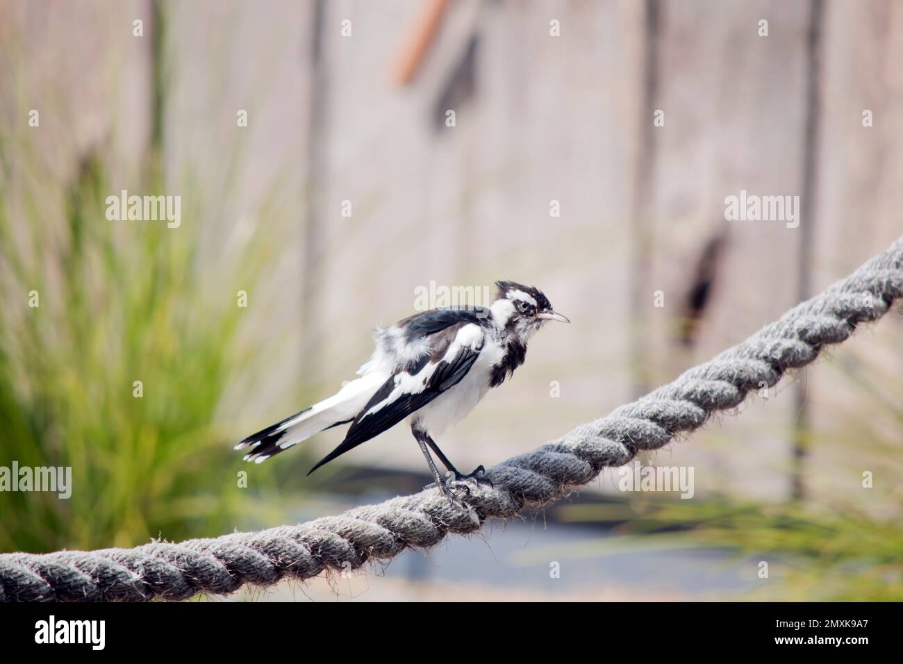 the magpie lark is a small black and white bird Stock Photo