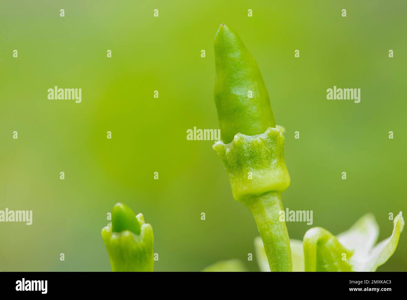 Close up shot of small fresh organic green chili (Capsicum frutescens) Stock Photo