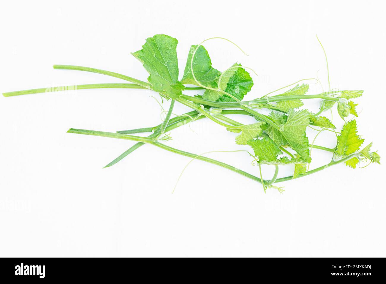 Pumpkin vine with tendril isolated on white Stock Photo