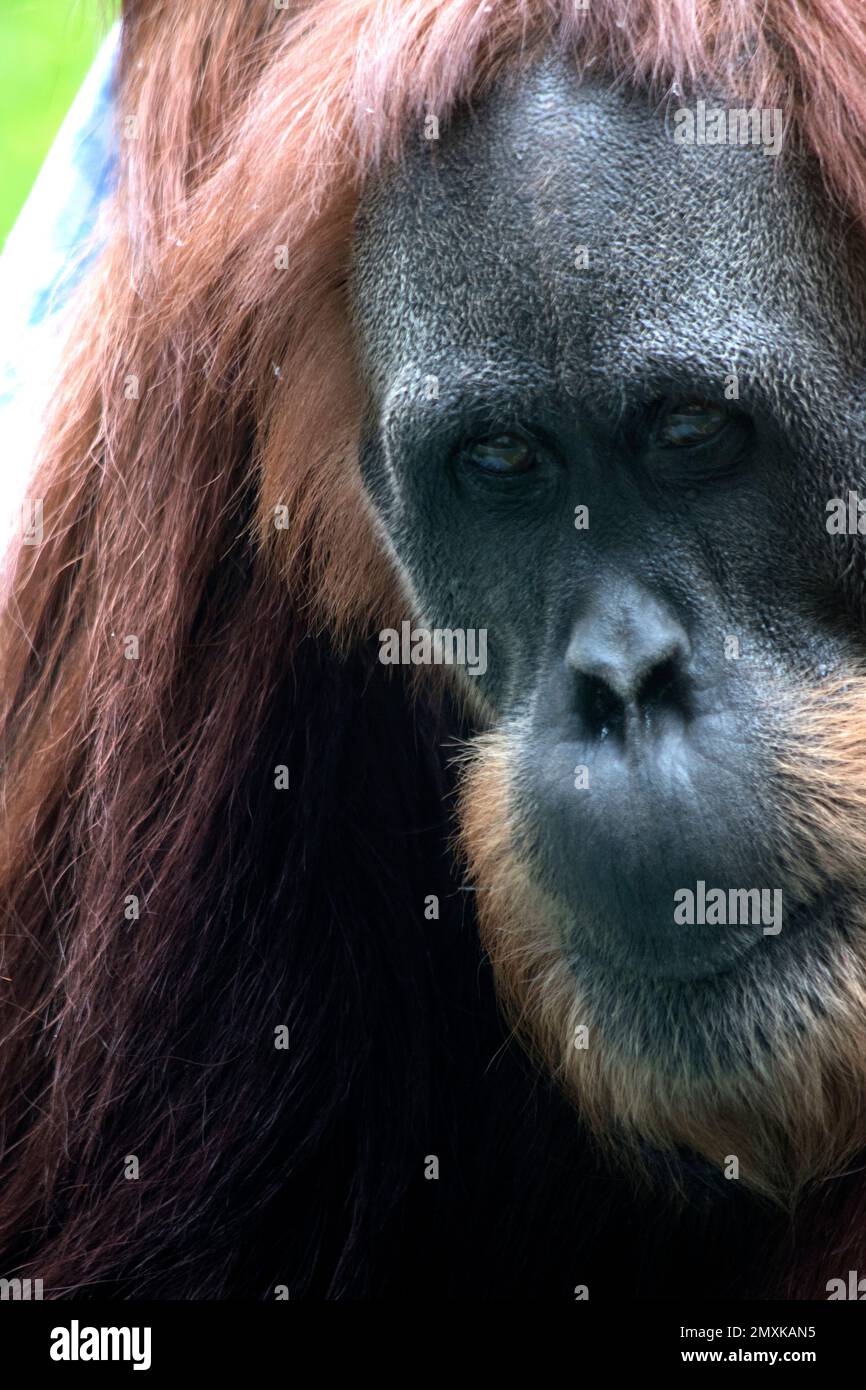 the orangutan has long red hair with a grey face and long arms to swing from trees Stock Photo - Alamy the orangutan has long red hair with a grey face and long arms to swing from trees Stock Photo - Alamy