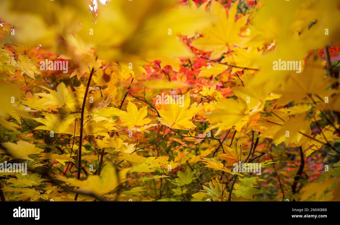 Blaze orange color hi-res stock photography and images - Alamy