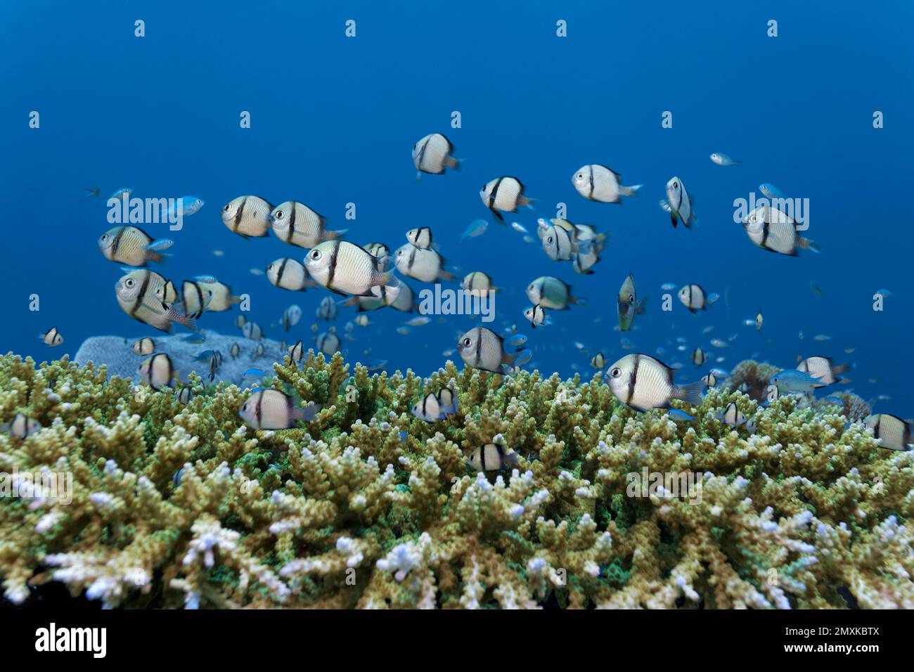 Shoal, head-band humbug (Dascyllus reticulatus), swims, over stone coral, Banda Sea, Pacific Ocean, Saparua, Island, Moluccas, Indonesia, Asia Stock Photo
