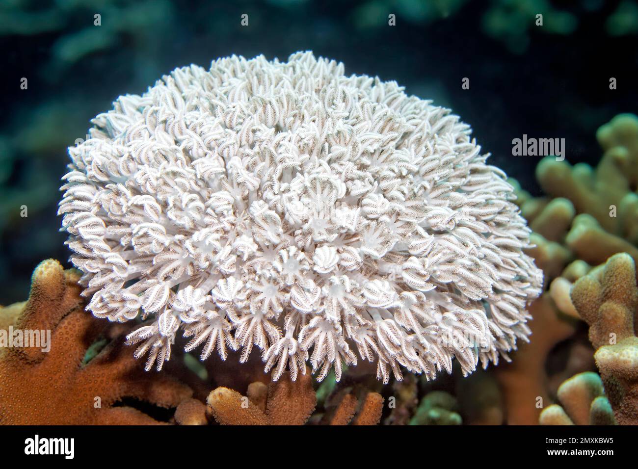 Small Xenia coral (Xenia sp.), Banda Sea, Pacific Ocean, Saparua, Island, Moluccas, Indonesia, Asia Stock Photo