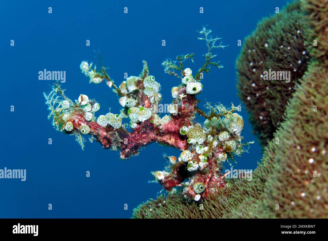 Green urn sea squirt (Didemnum molle), colonise dead hydrozoans, Banda Sea, Pacific Ocean, Saparua, Island, Moluccas, Indonesia, Asia Stock Photo