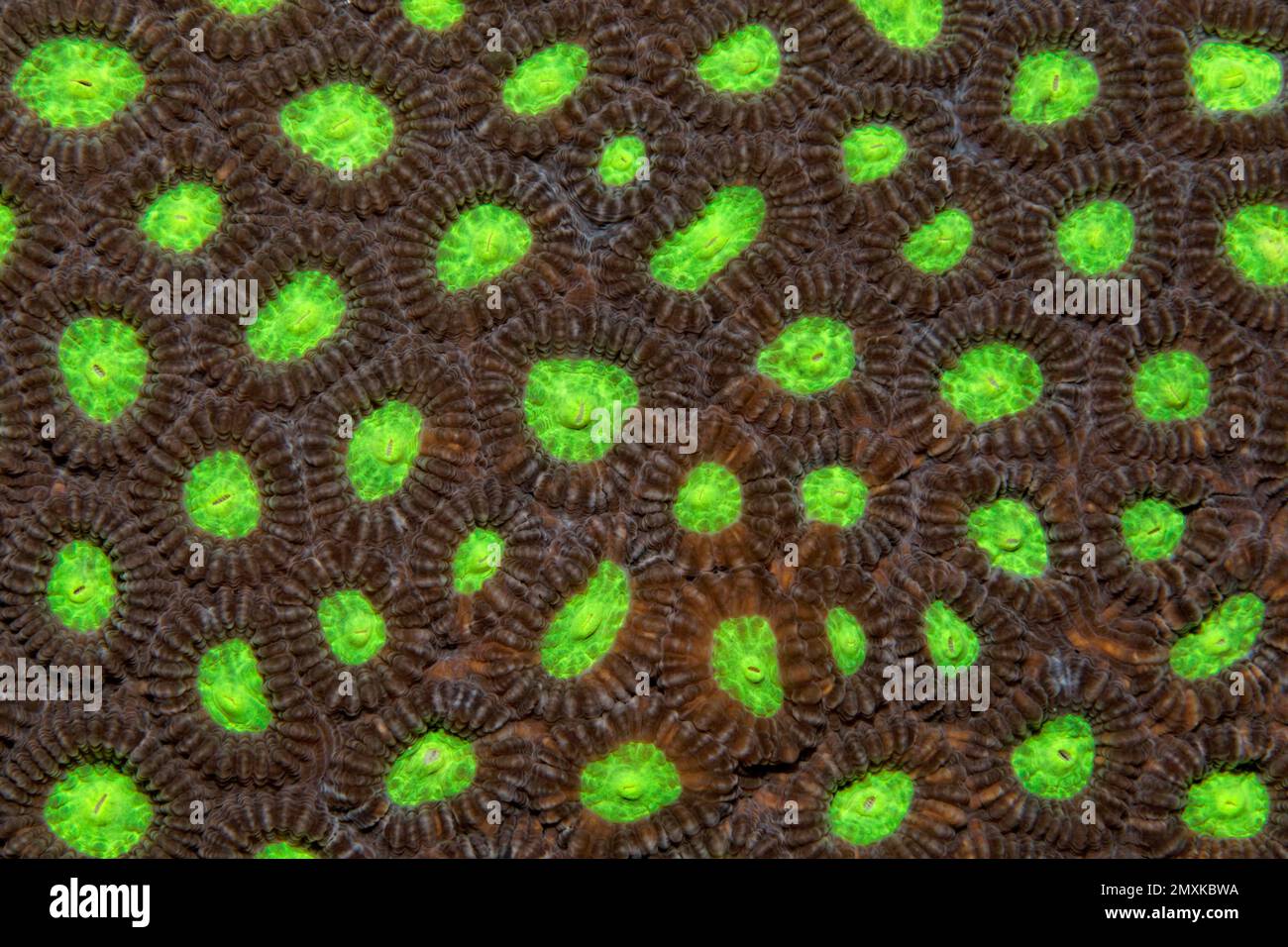 Detail of stony coral with indented polyps (Favia speciosa), green, Banda Sea, Pacific Ocean, Saparua, Island, Moluccas, Indonesia, Asia Stock Photo