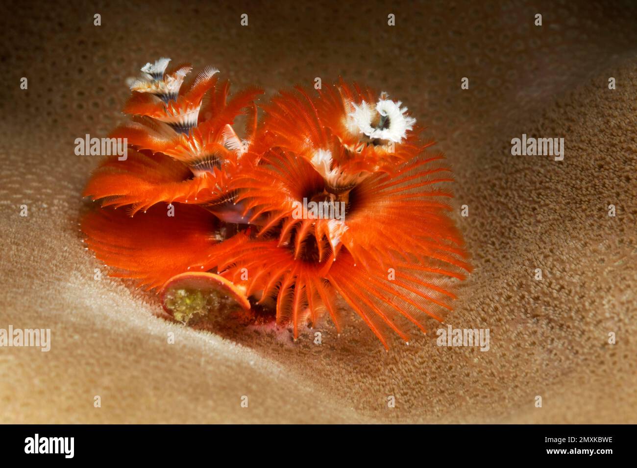 Christmas tree worm (Spirobranchus giganteus), red, Banda Sea, Pacific Ocean, Saparua, Island, Moluccas, Indonesia, Asia Stock Photo