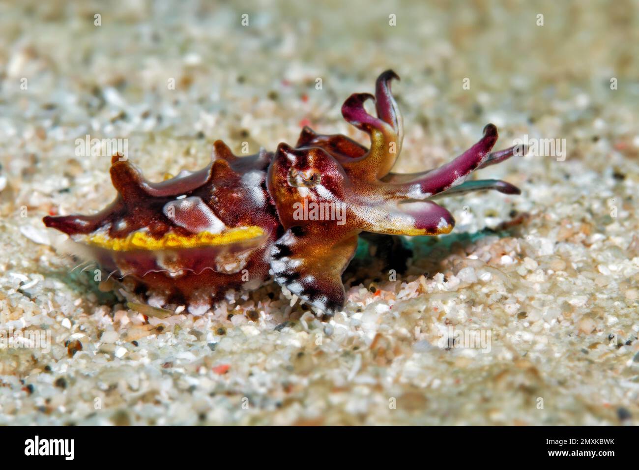 Prachtsepia, or flamboyant cuttlefish (Metasepia pfefferi), or Flaming Sepia, on sandy bottom, Banda Sea, Pacific Ocean, Saparua, Island, Moluccas, In Stock Photo