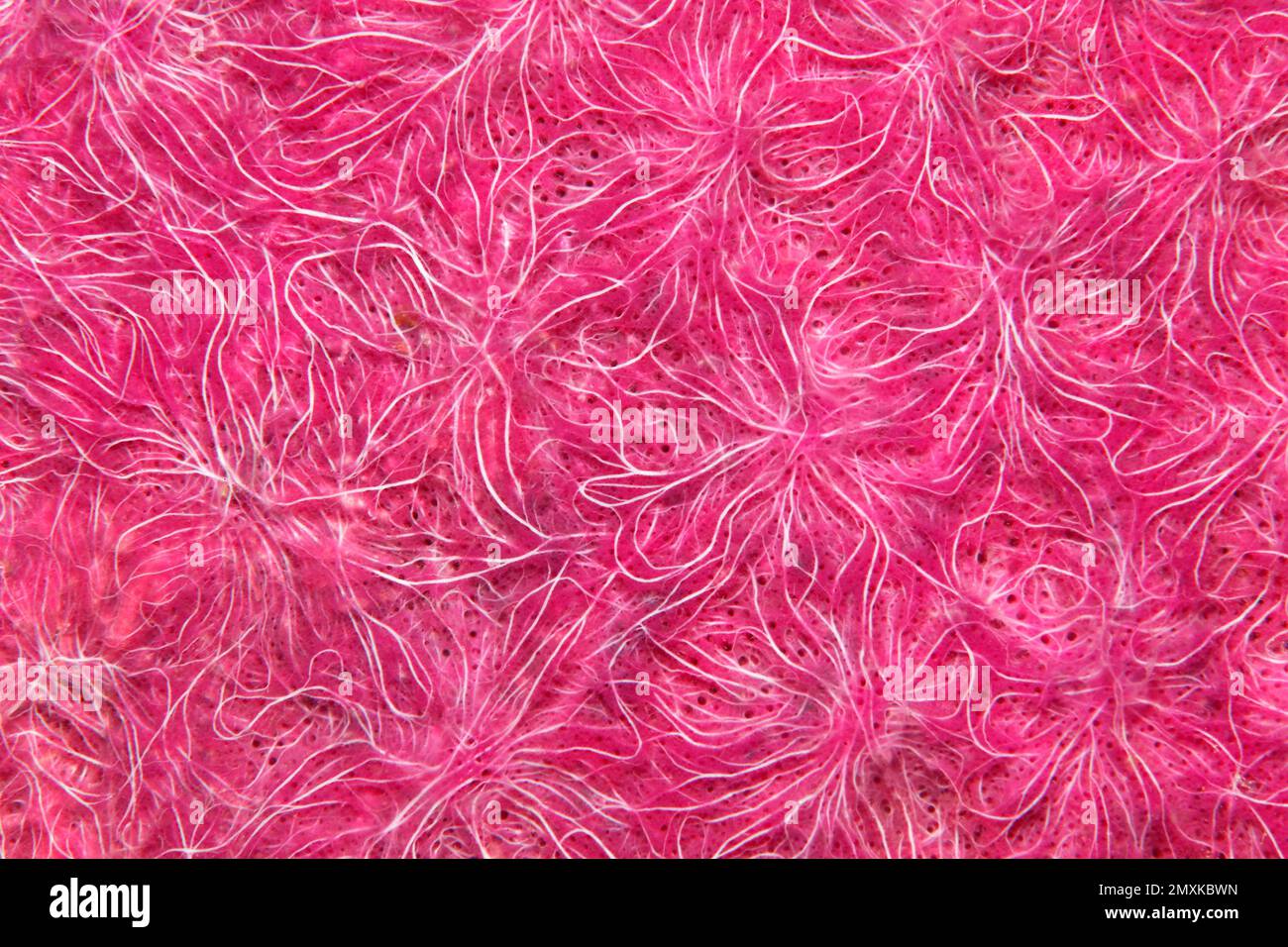 Structure, detail, indeterminate siliceous sponge (Spongia) (Silicea), pink, Banda Sea, Pacific Ocean, Saparua, Island, Moluccas, Indonesia, Asia Stock Photo