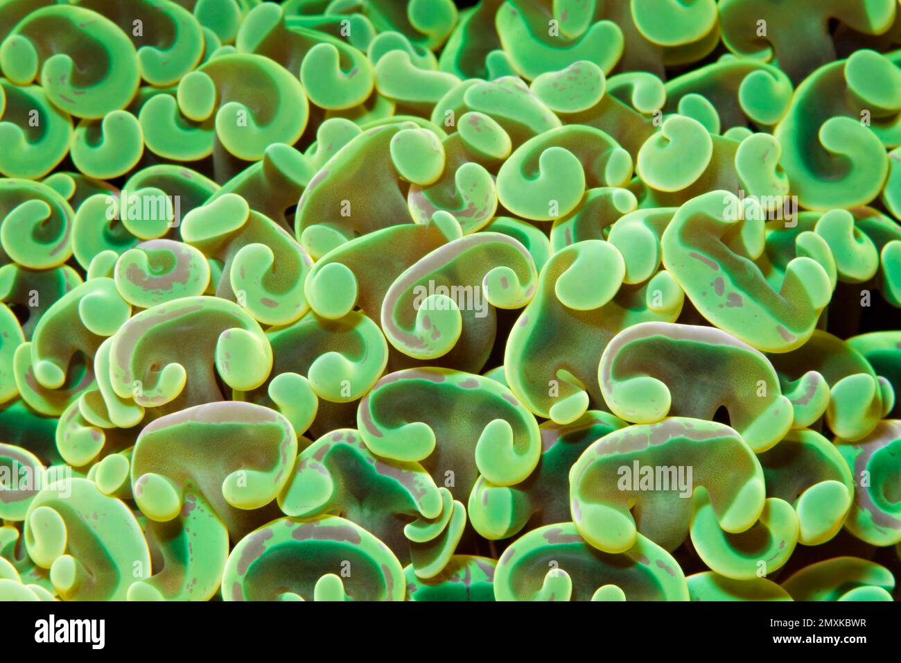 Detail, hammer coral (Euphyllia ancora), green, Banda Sea, Pacific Ocean, Saparua, Island, Moluccas, Indonesia, Asia Stock Photo