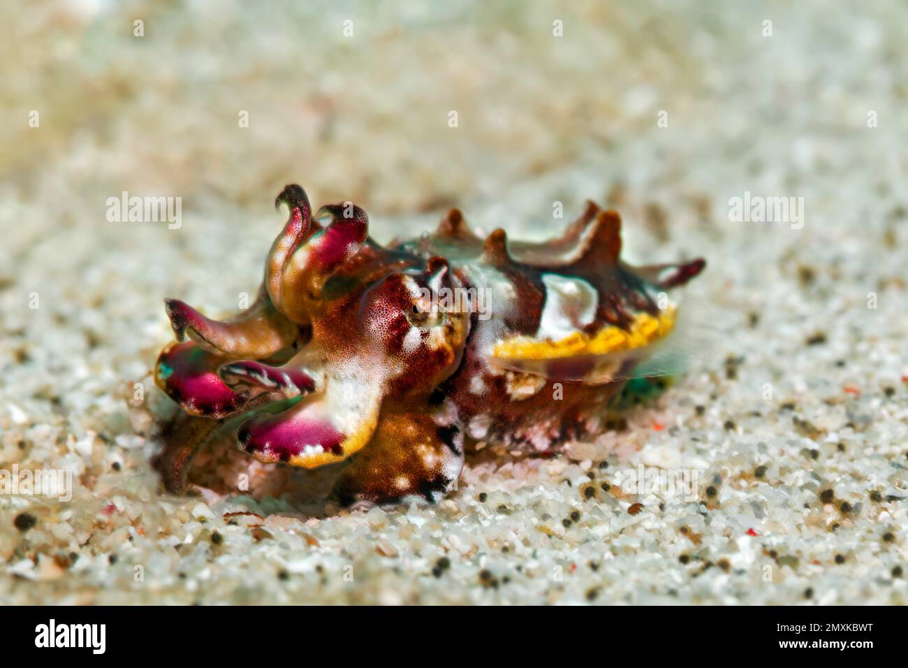 Prachtsepia, or flamboyant cuttlefish (Metasepia pfefferi), or Flaming Sepia, on sandy bottom, Banda Sea, Pacific Ocean, Saparua, Island, Moluccas, In Stock Photo