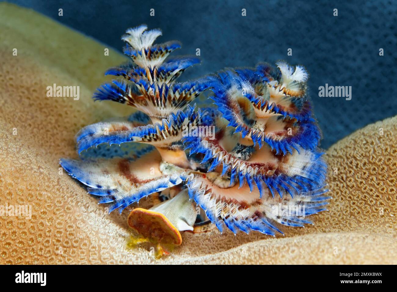 Christmas tree worm (Spirobranchus giganteus), blue, Banda Sea, Pacific Ocean, Saparua, Island, Moluccas, Indonesia, Asia Stock Photo