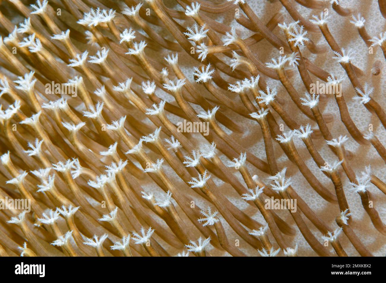 Polyps of a leather coral (Sarcophyton sp.), Banda Sea, Pacific Ocean, Saparua, Island, Moluccas, Indonesia, Asia Stock Photo