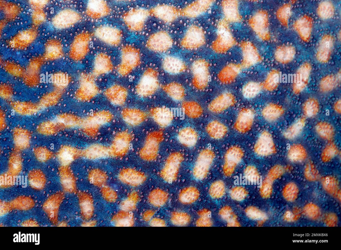 Scales, detail, blue (Pseudobalistes fuscus) stripe triggerfish, Banda Sea, Pacific Ocean, Saparua, Island, Moluccas, Indonesia, Asia Stock Photo