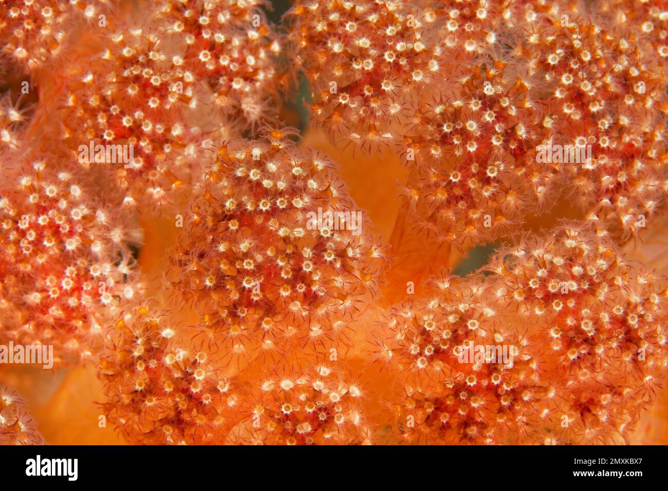 Polyps Soft coral (Umbelluli fera sp.), Banda Sea, Pacific Ocean, Saparua, Island, Moluccas, Indonesia, Asia Stock Photo