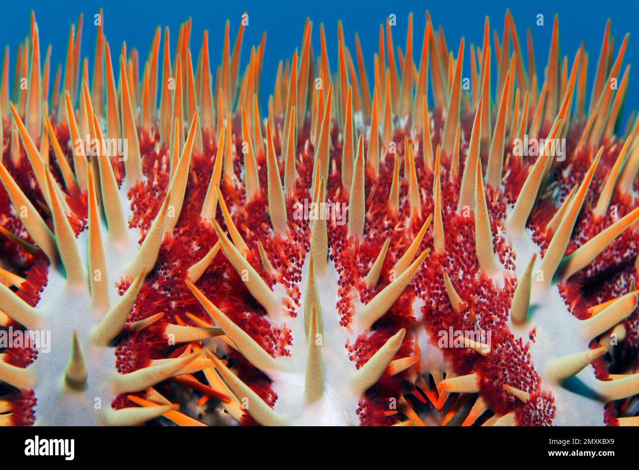 Detail, crown-of-thorns starfish (Acanthaster planci), spines, crown-of