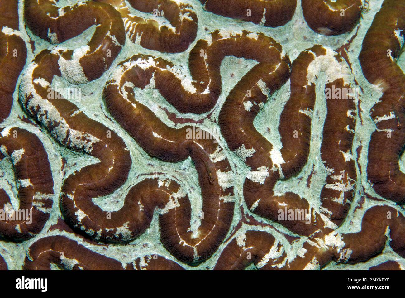 Detail, brain coral, stone coral (Symphyllia recta), detail, graphic structure, Banda Sea, Pacific Ocean, Saparua, Island, Moluccas, Indonesia, Asia Stock Photo