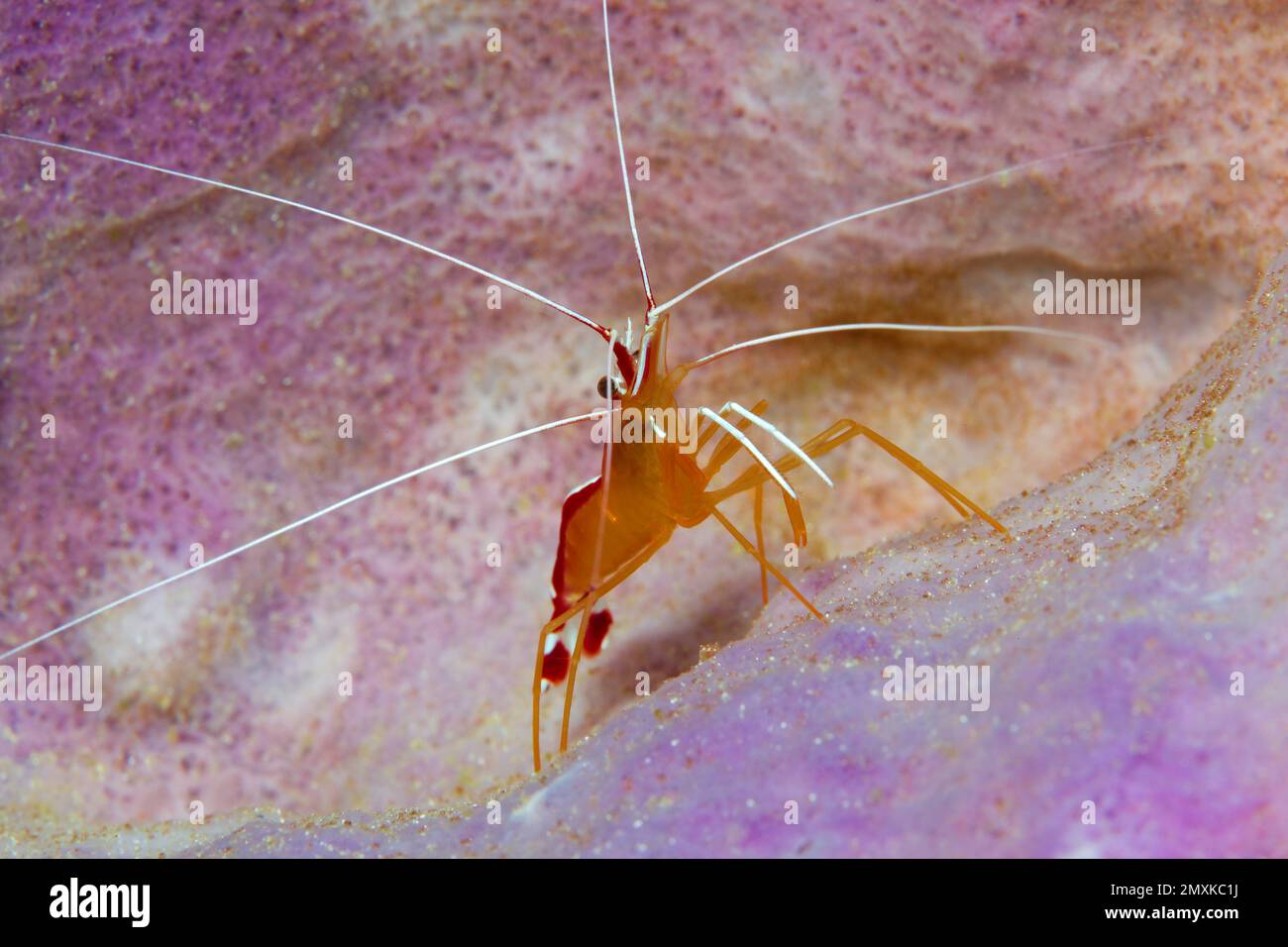 Pacific cleaner shrimp (Lysmata amboinensis), sitting in sponge, Banda Sea, Pacific Ocean, Saparua, Island, Moluccas, Indonesia, Asia Stock Photo