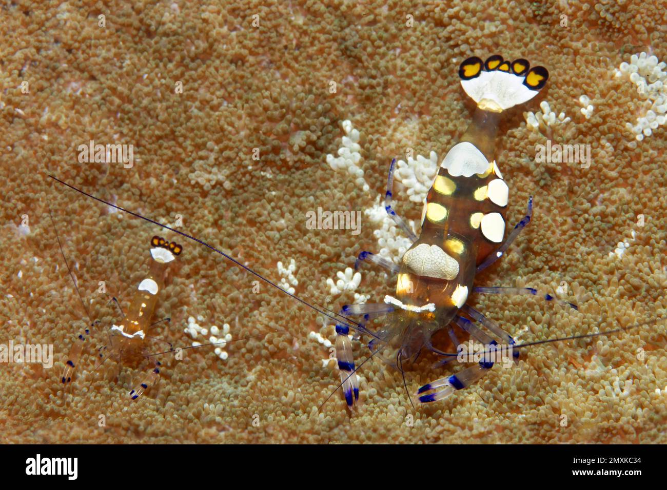 Pair of partner shrimps (Periclimenes brevicarpalis), in sticky anemone (Cryptodendrum adhaesivum), Banda Sea, Pacific Ocean, Saparua, Island, Molucca Stock Photo