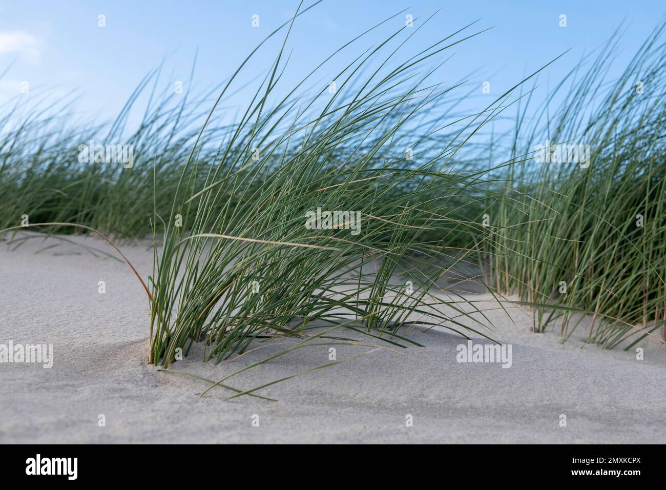 Beach rye, Elymus Arenarius, on the west coast of Denmark Stock Photo
