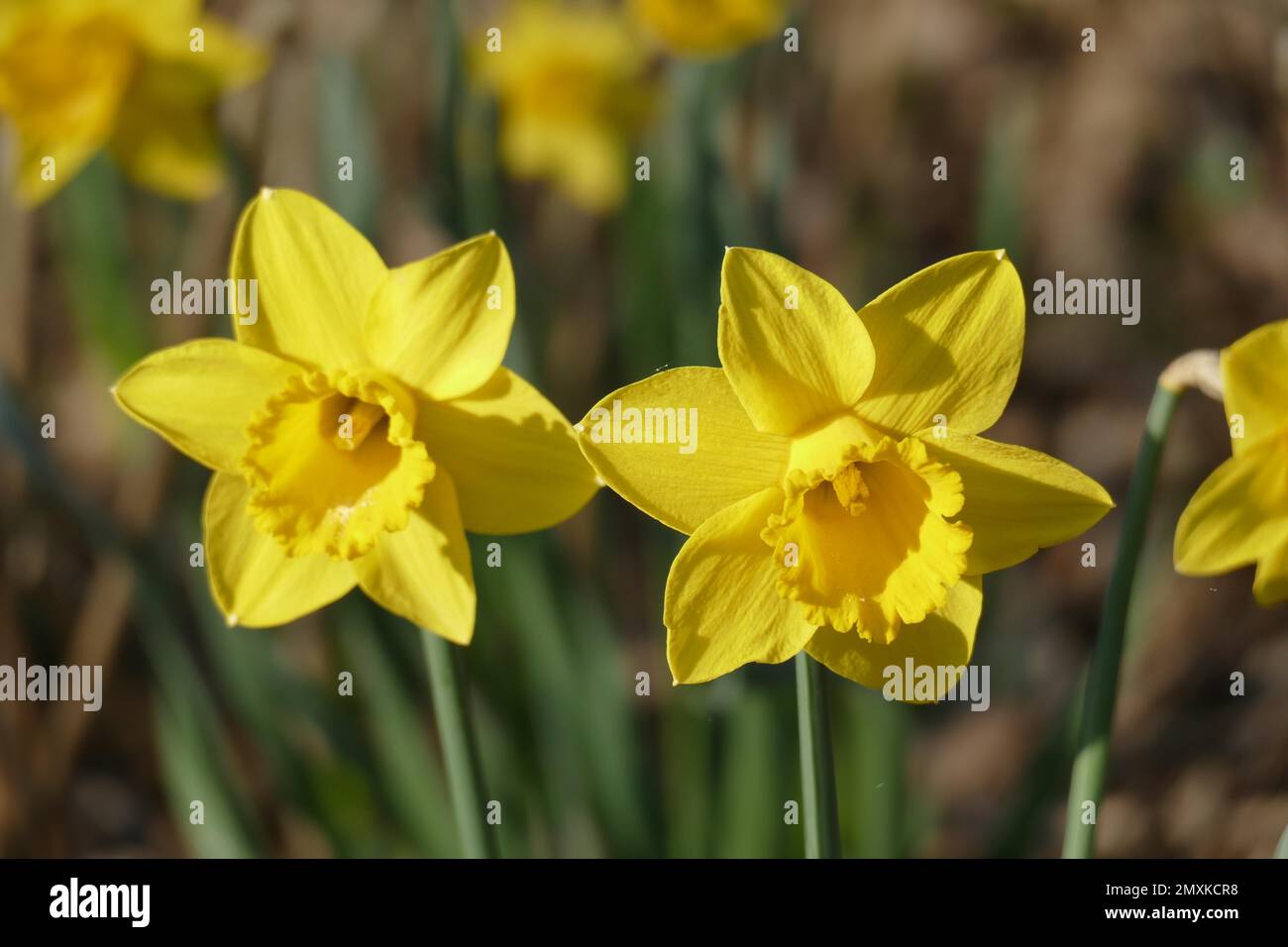 Wild daffodils (Narcissus Pseudonarcissus), Germany, Europe Stock Photo
