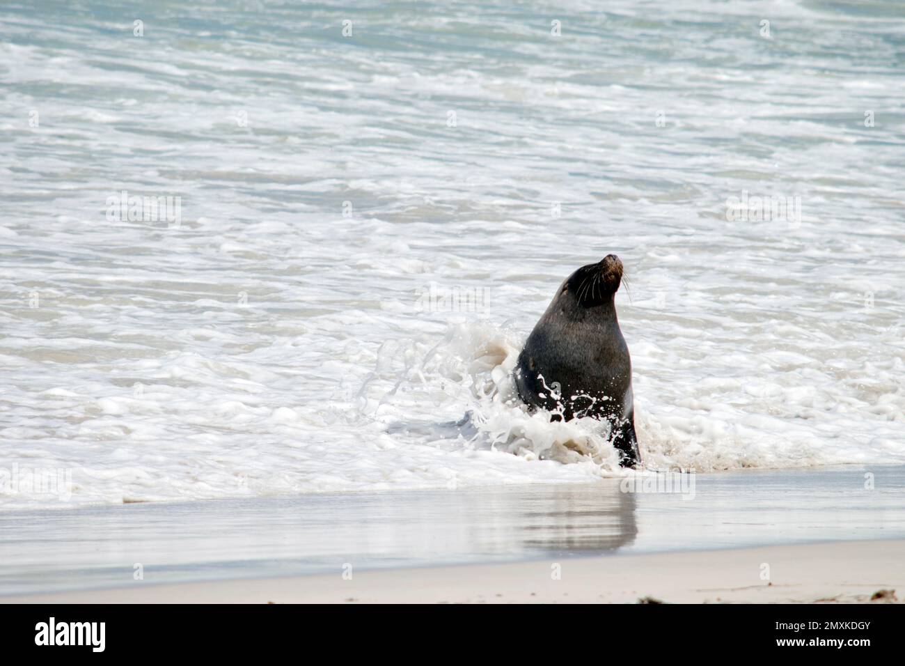 this is a large male sea lion coming onto the beach Stock Photo