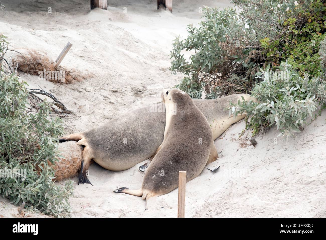 the sea lions are laying in the dunes to keep warm Stock Photo