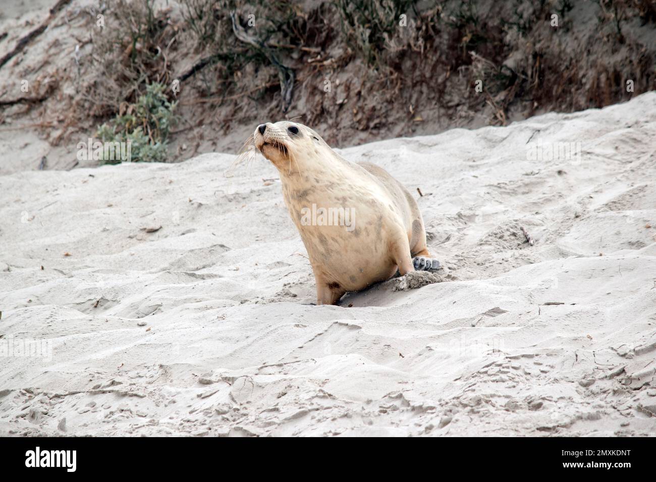 the sea lion pup is wandering up and down the beach looking for its mother Stock Photo
